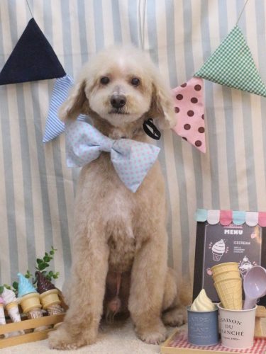 20250524アロマくん